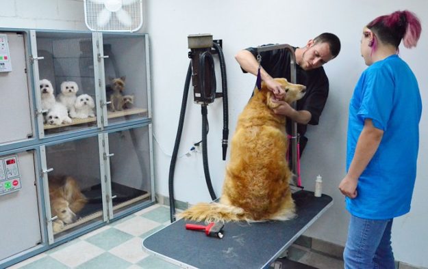 How To Start A Pet Grooming Business