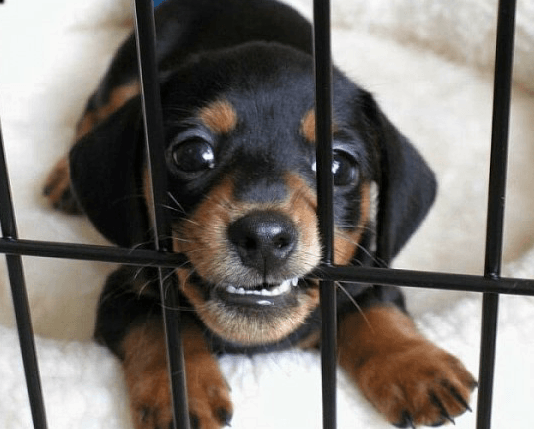 puppy chewing on cage