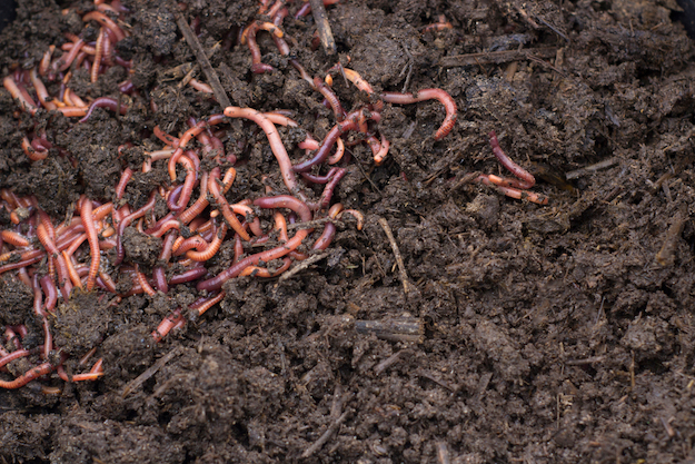 Top 10 Places To Vermicompost, How To Make A Small Worm Farm For Fishing