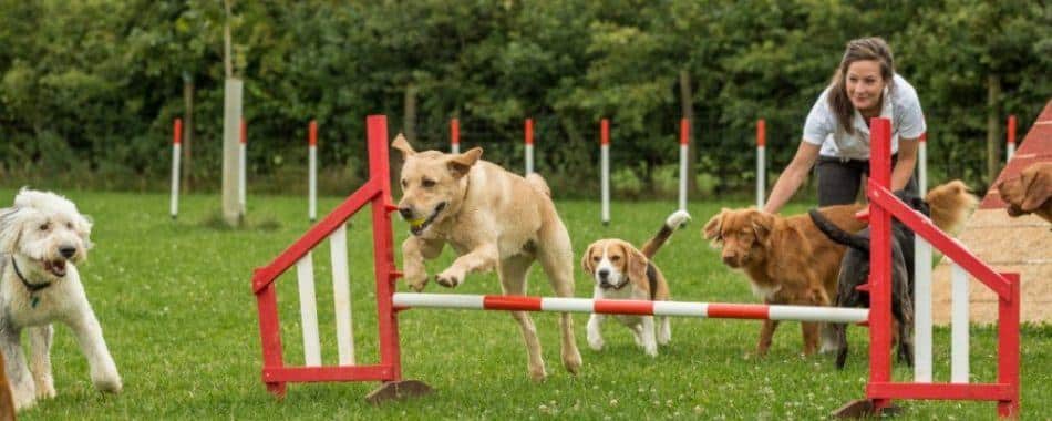 Dog store daycare business